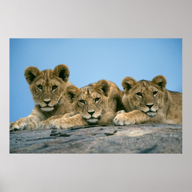 Lion Cubs Poster (Vorne)