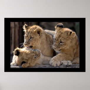 Lion Cubs Poster
