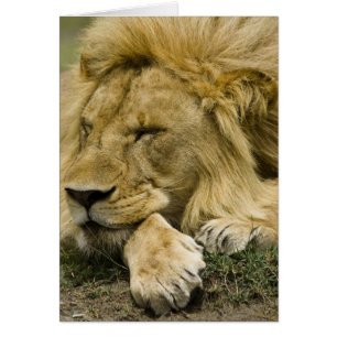 Lion d'Afrique, Panthera leo, couché endormi