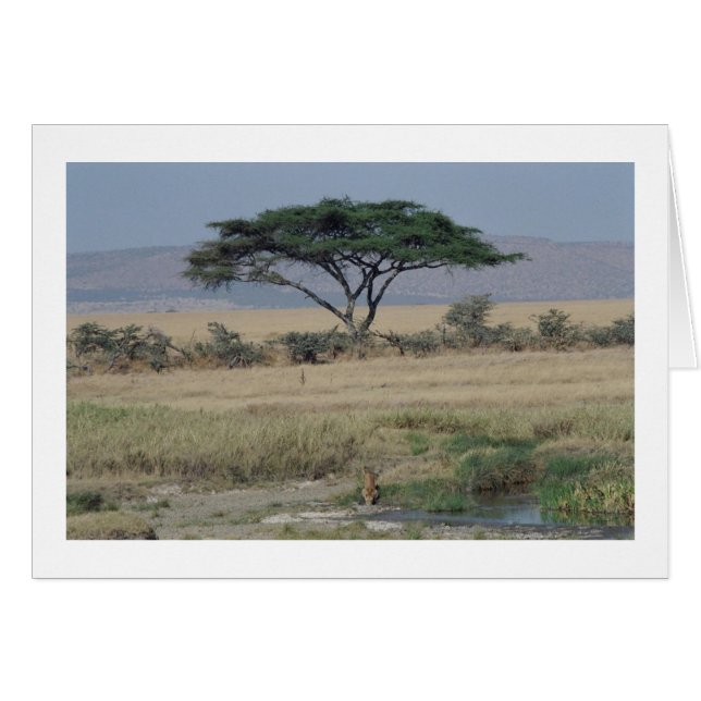 Lion dans l'eau (Devant horizontal)