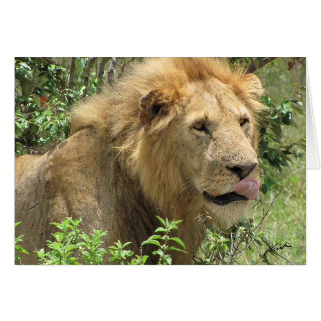 Lion (de clubs de lions) léchant ses lèvres (Devant horizontal)