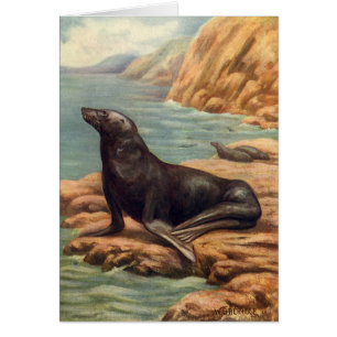 Lion de mer au bord de la mer, mammifères marins v