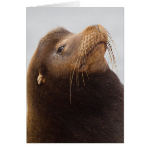 Lion de mer de Californie