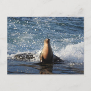 Lion de mer de Californie, faune, carte postale