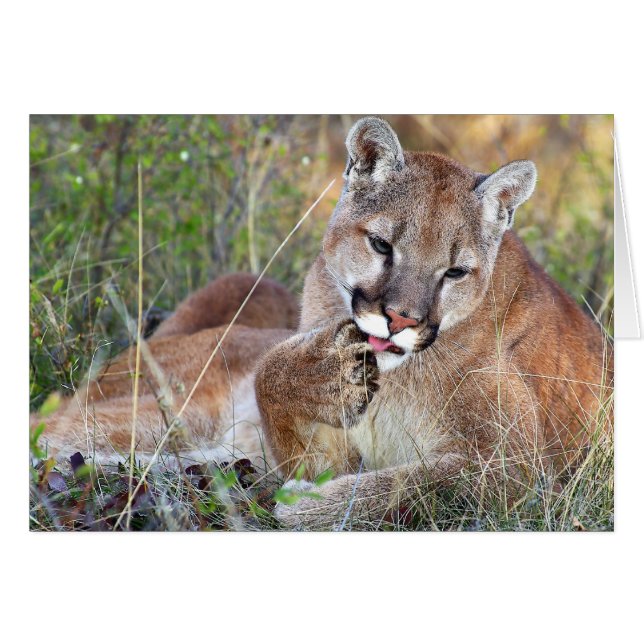 Lion de montagne - Hmmm (Devant horizontal)