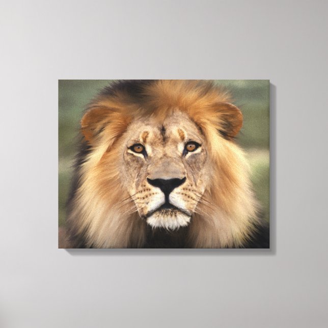Lion - Der König des Dschungels Leinwanddruck (Vorderseite)