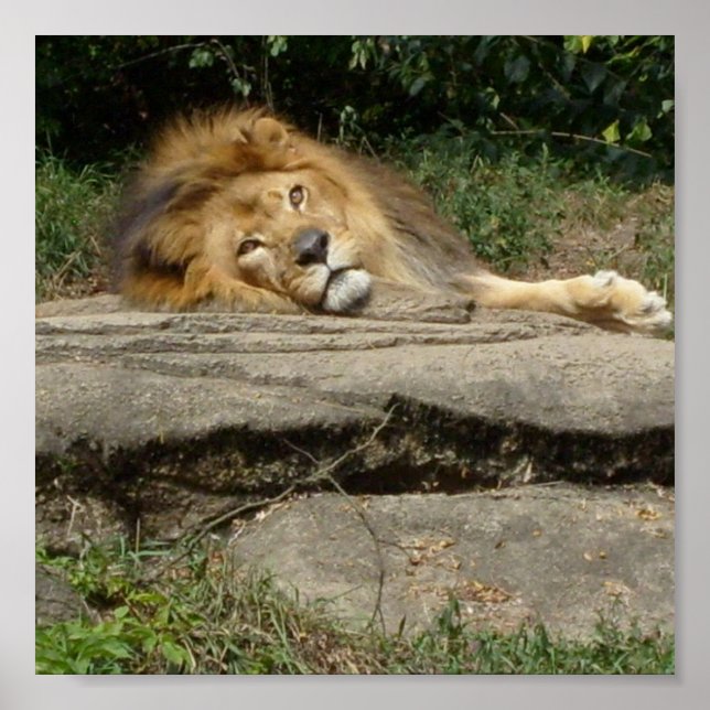 Lion Design Poster (Vorne)
