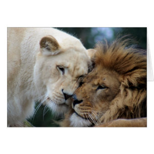Lion et lionne