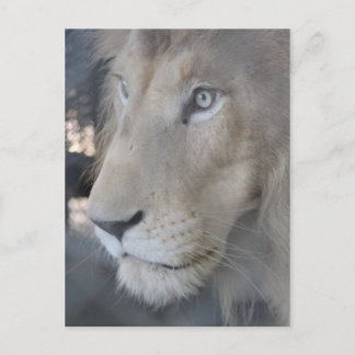 Lion Face Postcard Postkarte