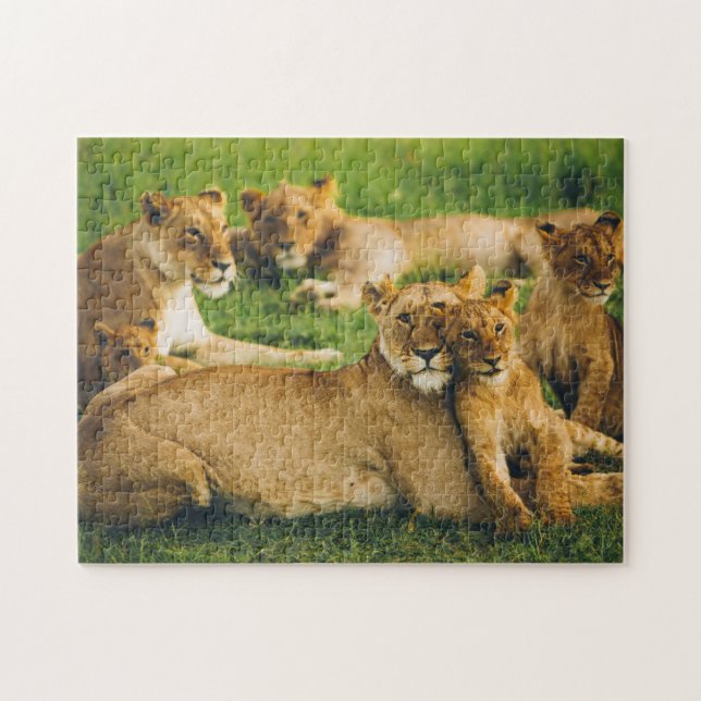 Lion Family Mother Cubs Baby Lions Jungle Savannah (Horizontal)