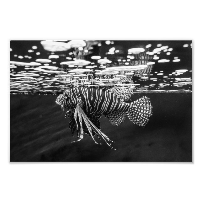 Lion Fish Fotodruck (Vorne)