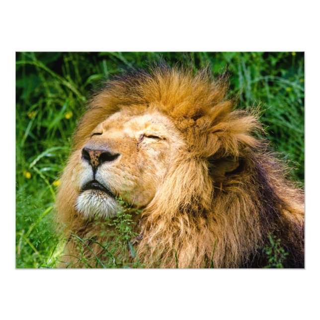 Lion Fotodruck (Vorne)