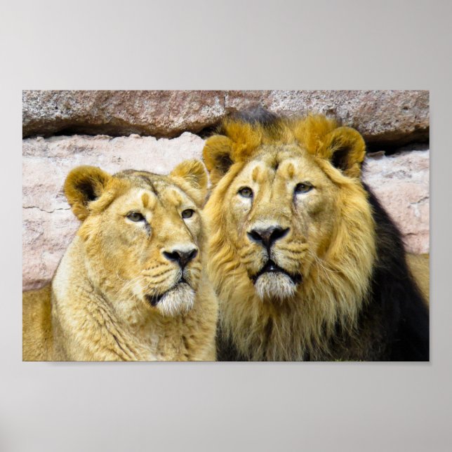LION-FOTOGRAFIE-POSTER POSTER (Vorne)