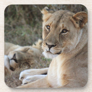 Lion Getränkeuntersetzer