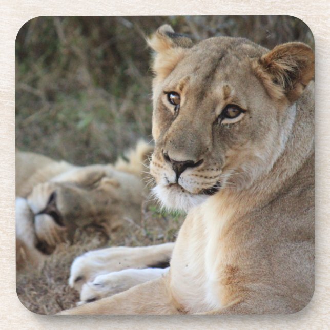 Lion Getränkeuntersetzer (Vorderseite)