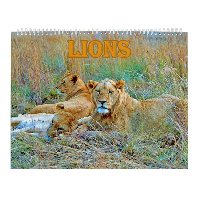 lion  kalender (Titelbild)