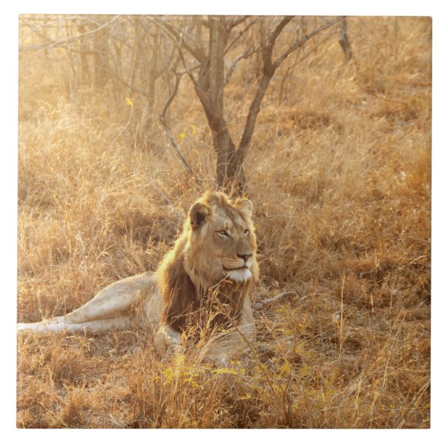 Lion Keramik Tile Fliese (Vorderseite)