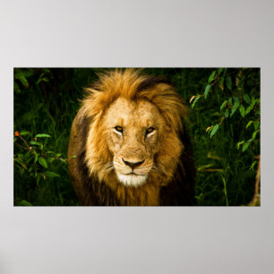 LION KING IM JUNGLE POSTER