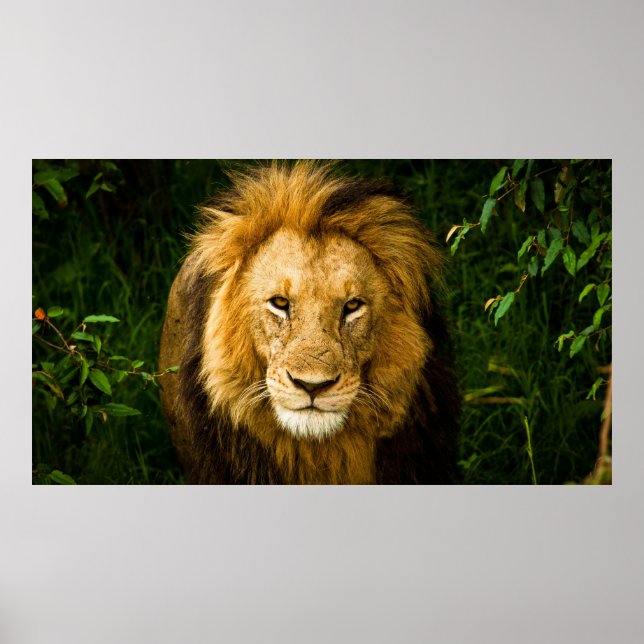LION KING IM JUNGLE POSTER (Vorne)