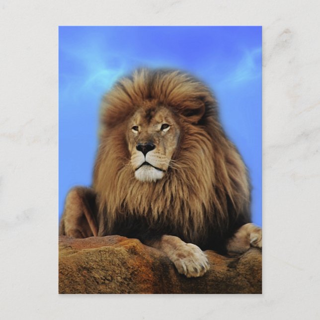 Lion King in Afrika Postkarte (Vorderseite)