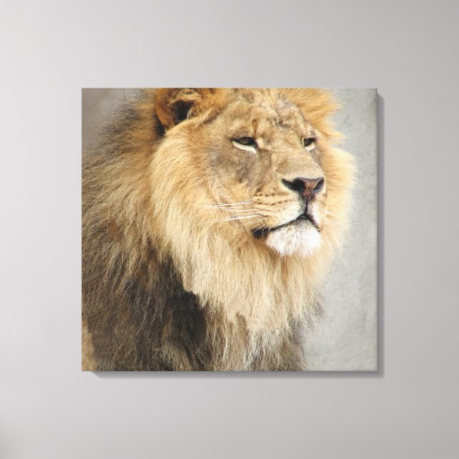 Lion King of the Dschungel Leinwanddruck (Vorderseite)