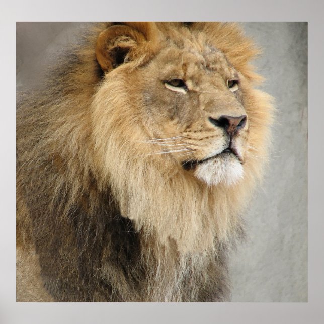 Lion King of the Dschungel Poster (Vorne)
