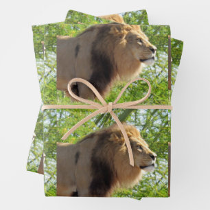 Lion - König des Dschungels - Jeden Anlaß Geschenkpapier Set