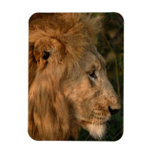 LION Kühlschrank Magnet IHRE Fotovorlage