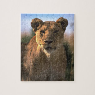 Lion Lovers Female Lioness