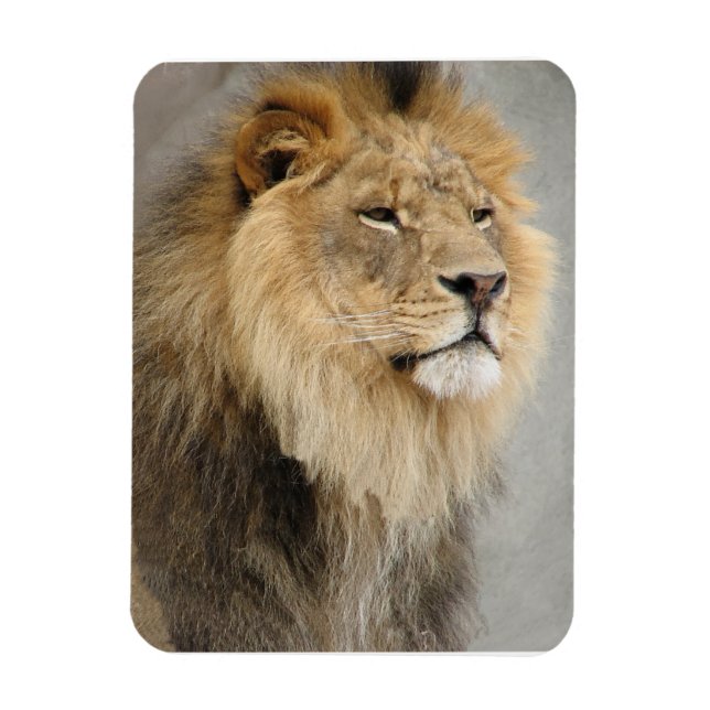 Lion Lovers King of the Dschungel Magnet (Vertikal)