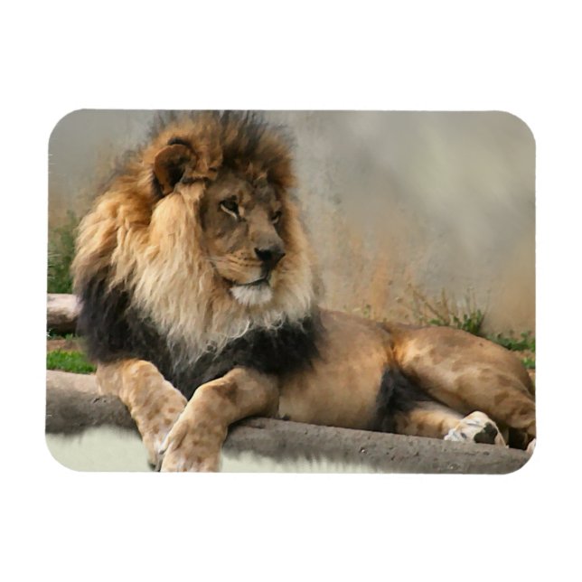 Lion Lovers King of the Dschungel Magnet (Horizontal)