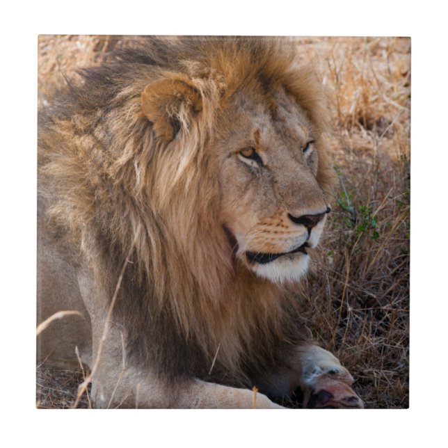 Lion Maasai Mara National Reserve, Kenia Fliese (Vorderseite)