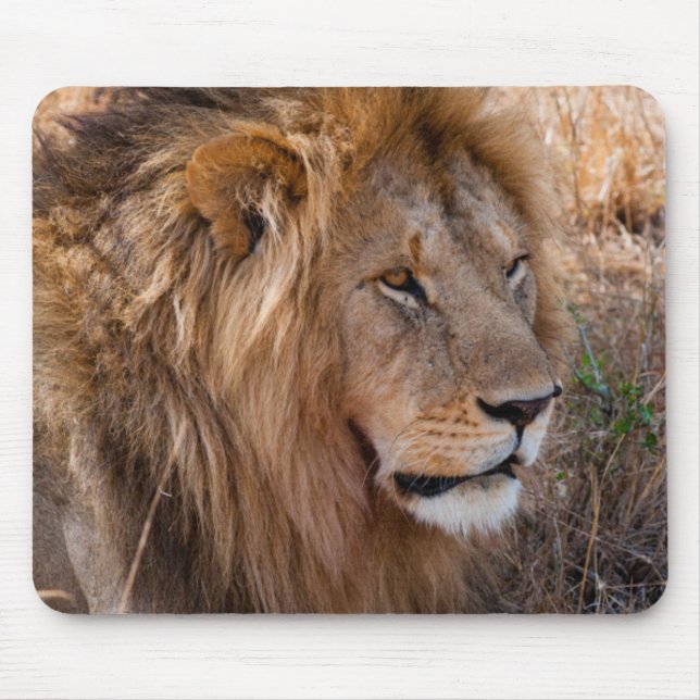 Lion Maasai Mara National Reserve, Kenia Mousepad (Vorne)