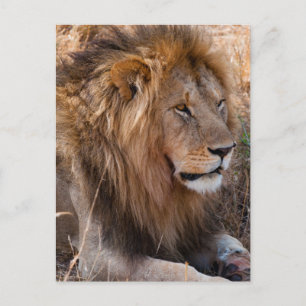 Lion Maasai Mara National Reserve, Kenia Postkarte