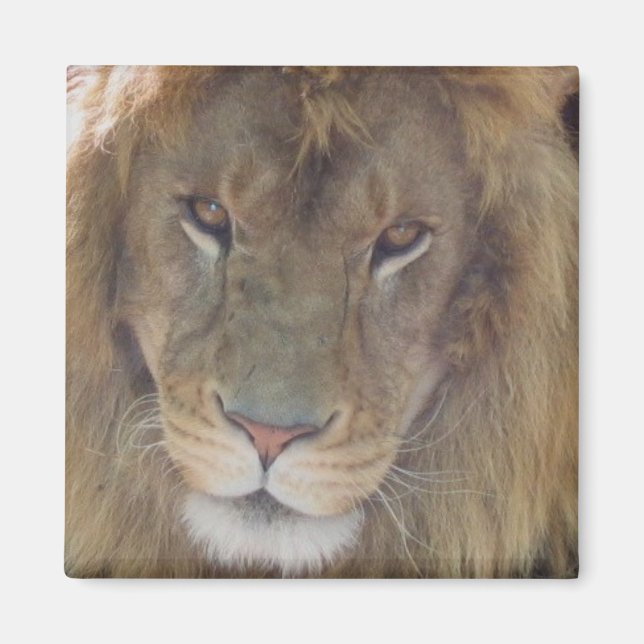 Lion Magnet (Vorne)