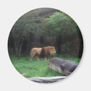 Lion Magnet