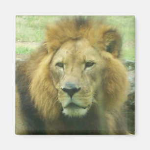 Lion Magnet