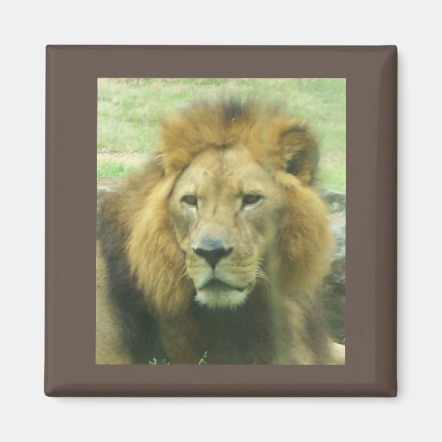 Lion Magnet (Vorne)