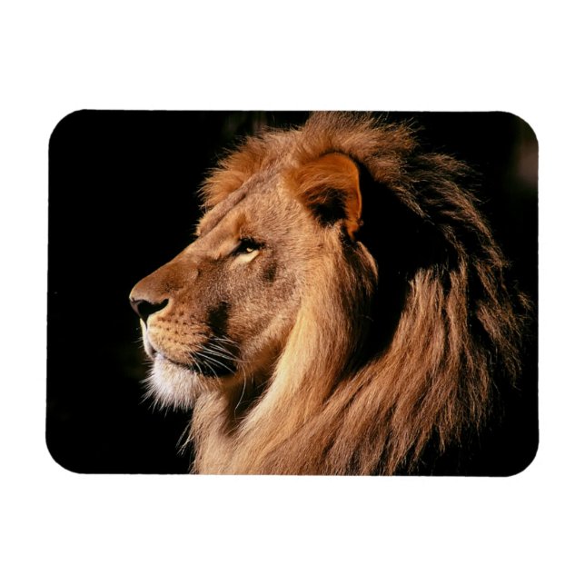 Lion Magnet (Horizontal)