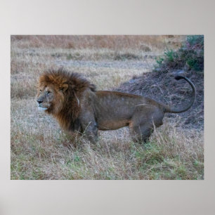Lion mâle à Dusk - African Safari Wildlife Poster