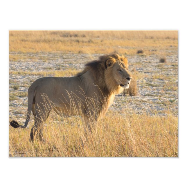 LION MALE FOTODRUCK (Vorne)