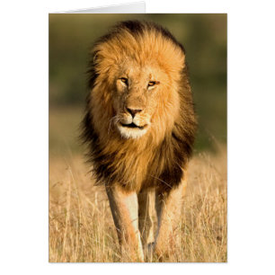 Lion mâle marchant