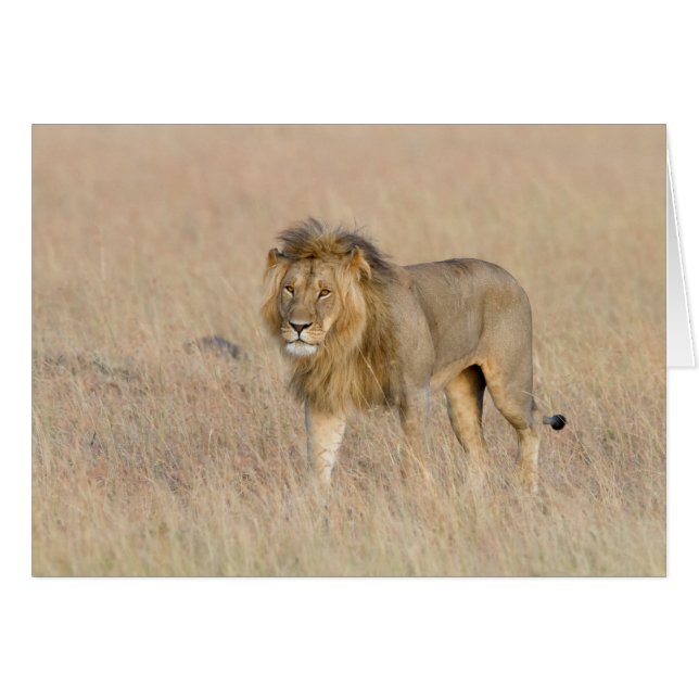 Lion marche (Devant Horizontal)