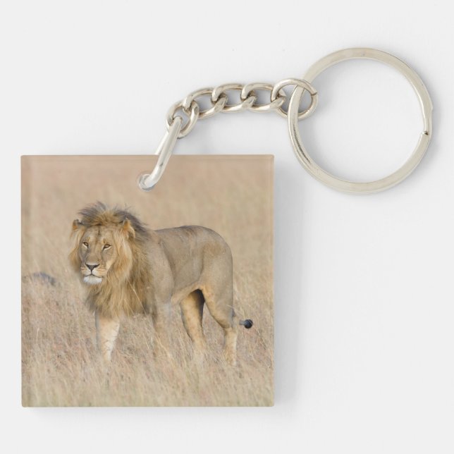 Lion marche (Dos)