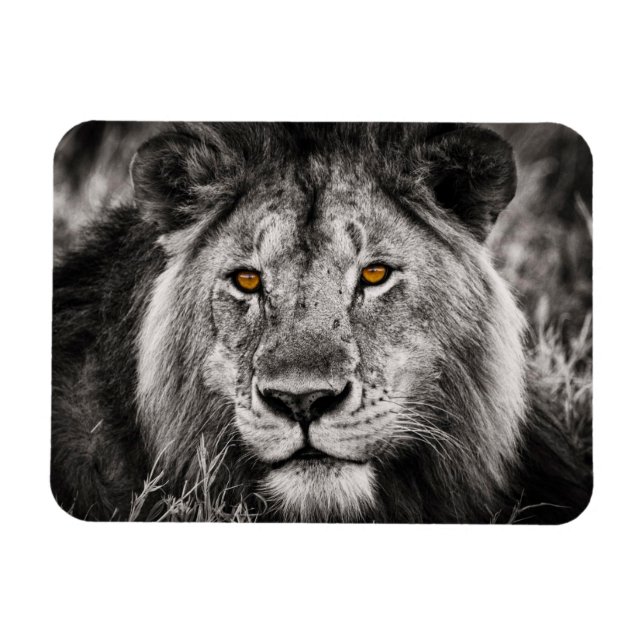 Lion of Judah - Rastafara - Reggae Rasta Magnet (Horizontal)