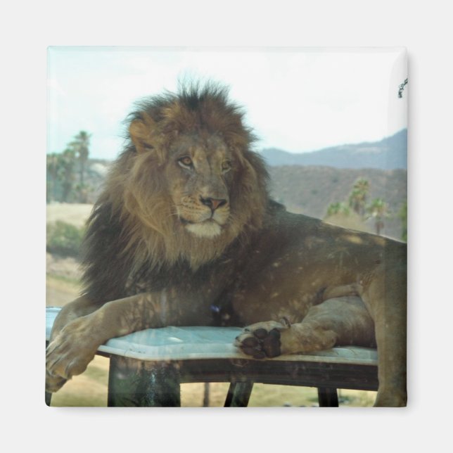 Lion on Car Magnet (Vorne)