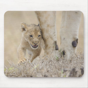 Lion (Panthera leo) cub mit den Füßen der Mütter, Mousepad