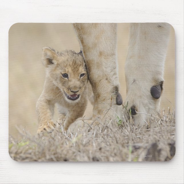 Lion (Panthera leo) cub mit den Füßen der Mütter, Mousepad (Vorne)