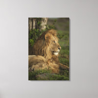 Lion, Panthera leo, Lower Mara, Masai Mara GR,