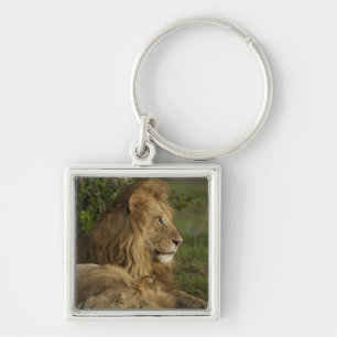 Lion, Panthera leo, Lower Mara, Masai Mara GR, Schlüsselanhänger